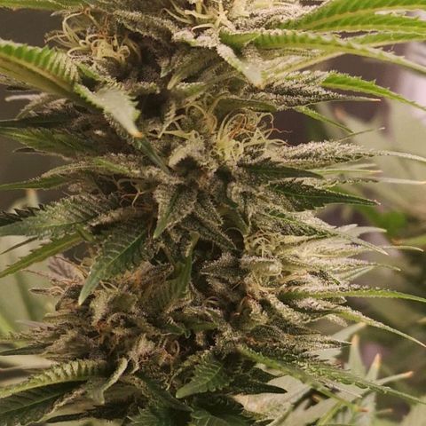 Cheese growlog timeline photo