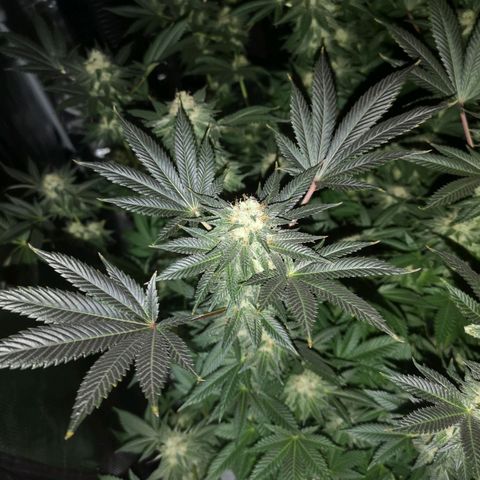 Grandaddy black growlog timeline photo