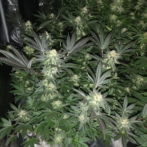 Grandaddy black growlog timeline photo