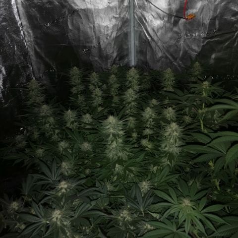Cheese growlog timeline photo