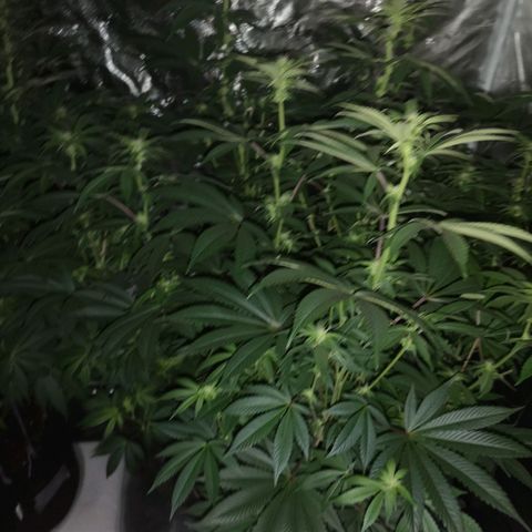 O. K. C growlog timeline photo
