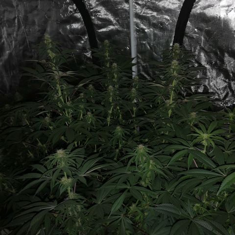 10th Planet growlog timeline photo