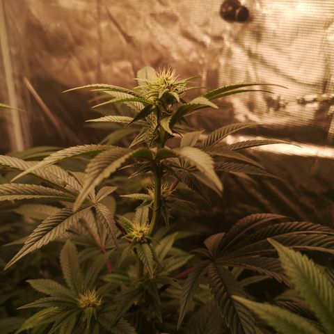 O. K. C growlog timeline photo