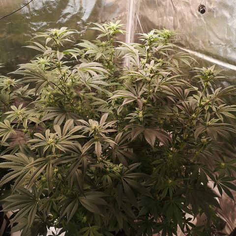 O. K. C growlog timeline photo