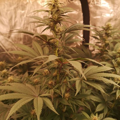 10th Planet growlog timeline photo
