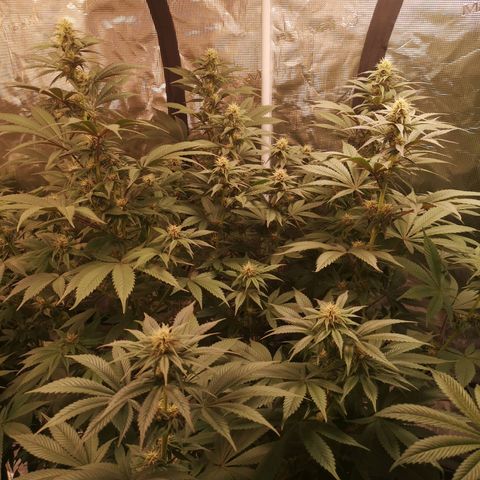 10th Planet growlog timeline photo