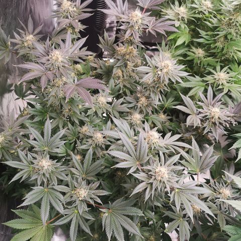 Grandaddy black growlog timeline photo