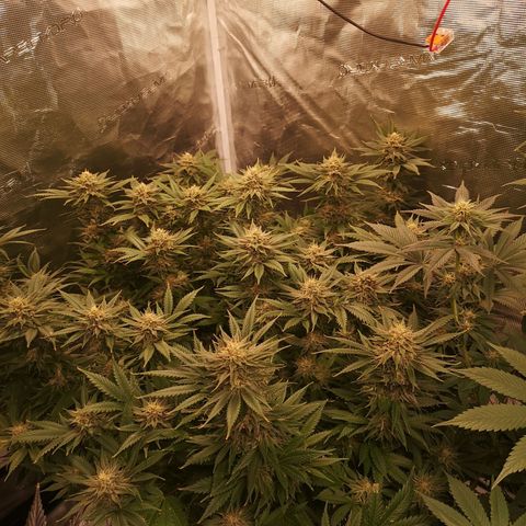 Cheese growlog timeline photo