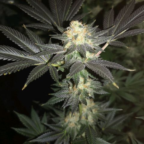 Grandaddy black growlog timeline photo