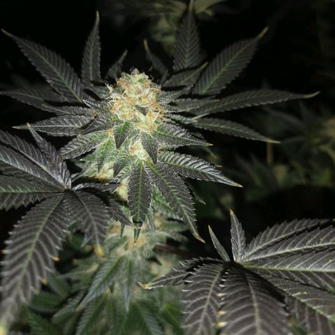 Grandaddy black growlog timeline photo