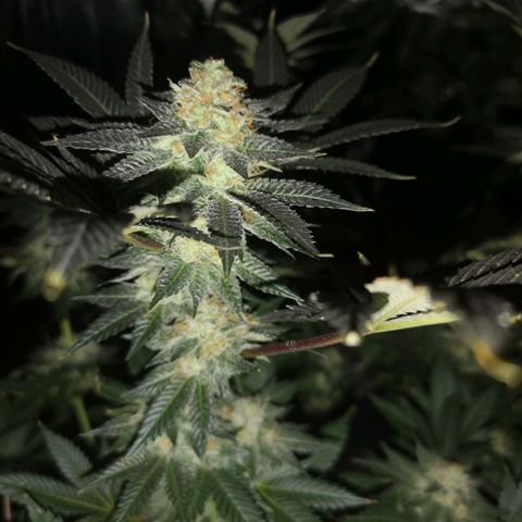 Grandaddy black growlog timeline photo