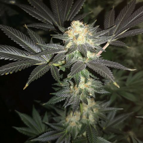 Grandaddy black growlog timeline photo