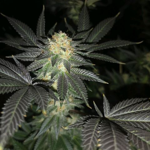 Grandaddy black growlog timeline photo
