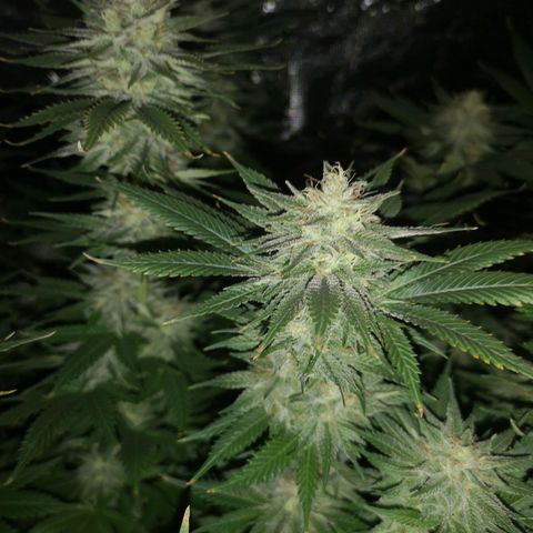 Cheese growlog timeline photo