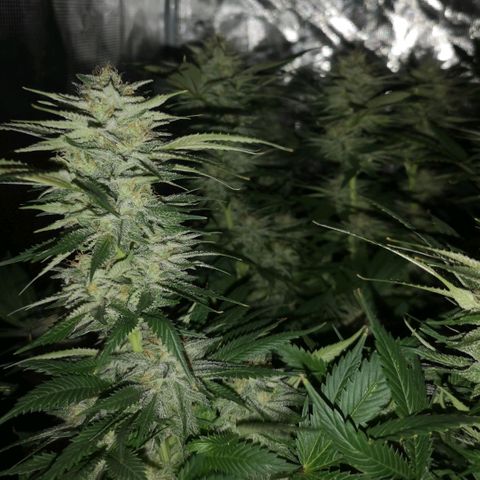 Cheese growlog timeline photo