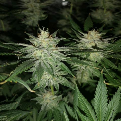 Cheese growlog timeline photo