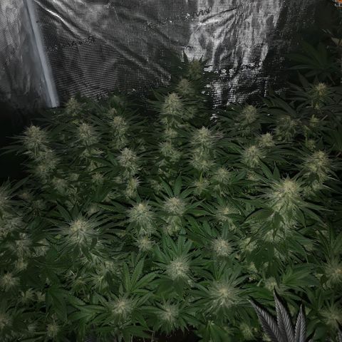 Cheese growlog timeline photo