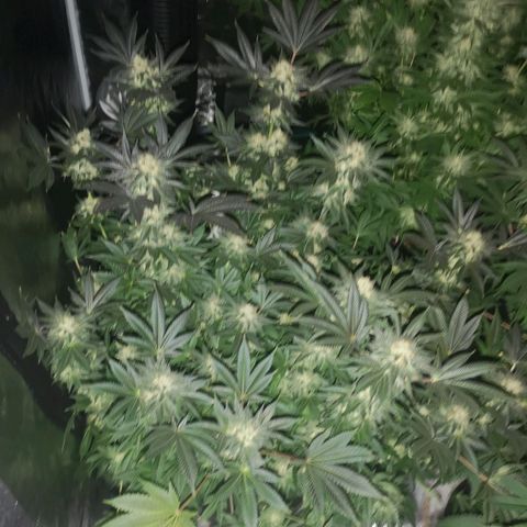 Grandaddy black growlog timeline photo