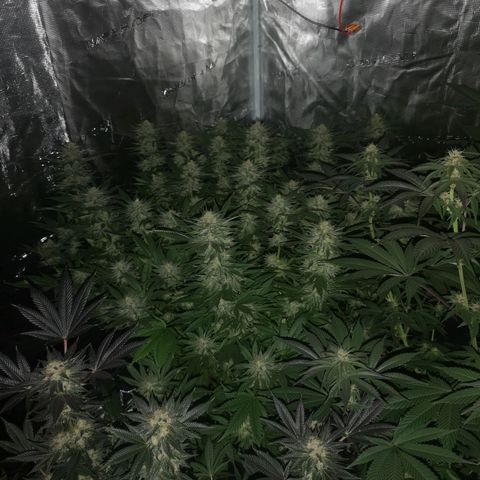 Cheese growlog timeline photo