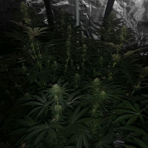10th Planet growlog timeline photo