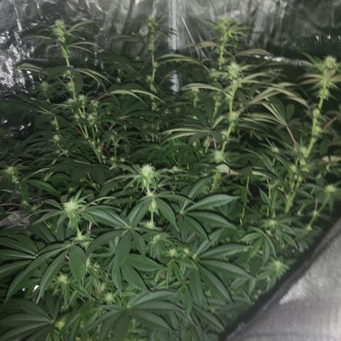 O. K. C growlog timeline photo