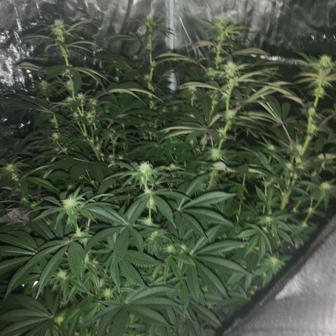 O. K. C growlog timeline photo