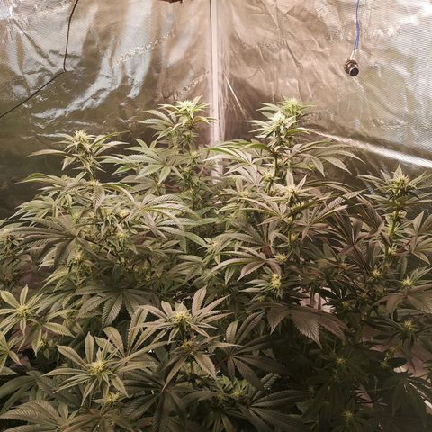 O. K. C growlog timeline photo