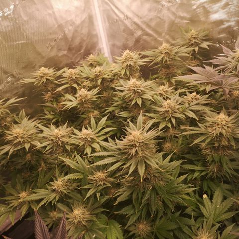 Cheese growlog timeline photo