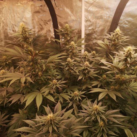 10th Planet growlog timeline photo