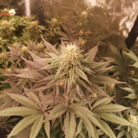 10th Planet growlog timeline photo