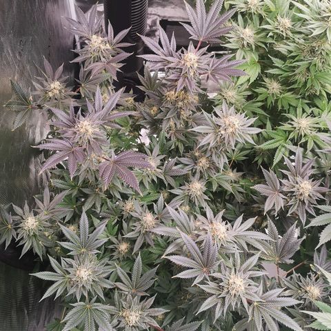 Grandaddy black growlog timeline photo