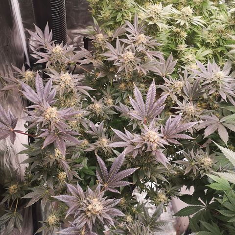 Grandaddy black growlog timeline photo