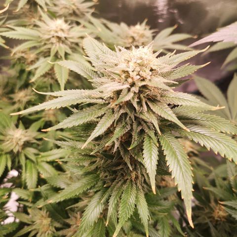 Cheese growlog timeline photo