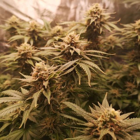 Cheese growlog timeline photo