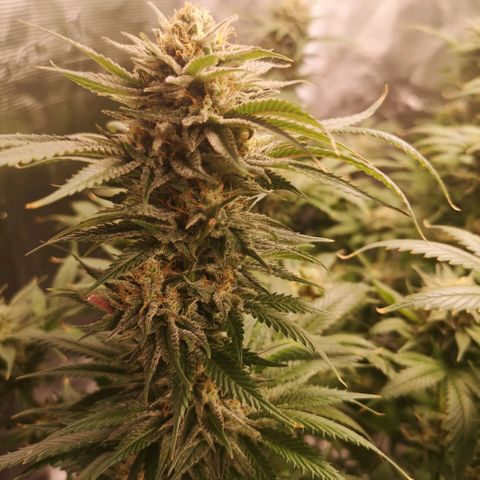 Cheese growlog timeline photo
