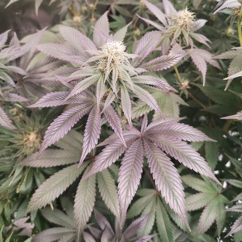 10th Planet growlog timeline photo