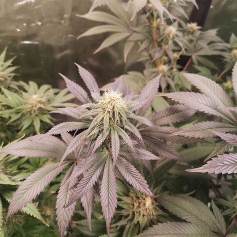 10th Planet growlog timeline photo