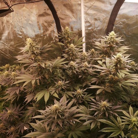 10th Planet growlog timeline photo