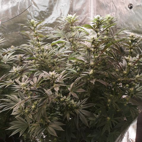 O. K. C growlog timeline photo