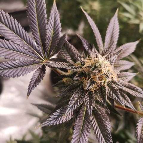 Grandaddy black growlog timeline photo