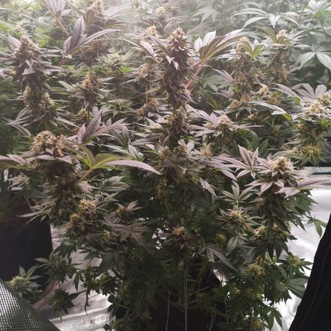 Grandaddy black growlog timeline photo