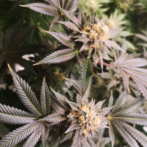 Grandaddy black growlog timeline photo
