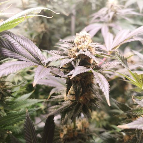 Grandaddy black growlog timeline photo