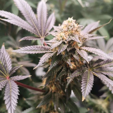 Grandaddy black growlog timeline photo
