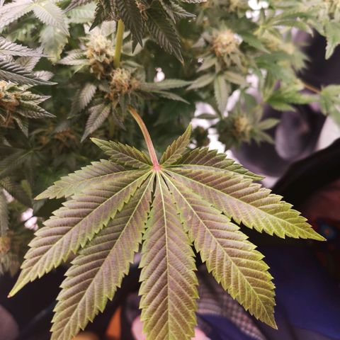 Grandaddy black growlog timeline photo