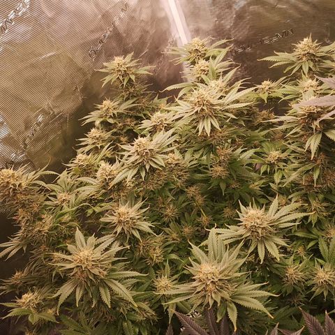 Cheese growlog timeline photo