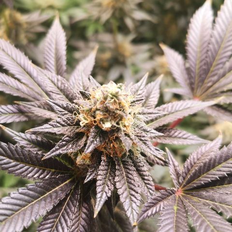 Grandaddy black growlog timeline photo