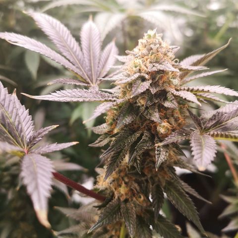 Grandaddy black growlog timeline photo