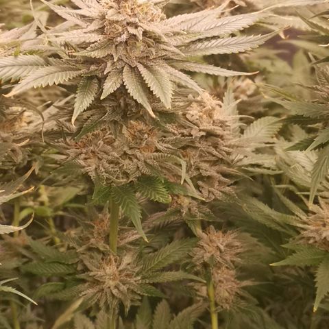 Cheese growlog timeline photo