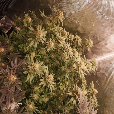 Cheese growlog timeline photo